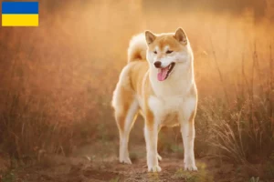 Lire la suite à propos de l’article Éleveurs de Shiba et chiots en Ukraine