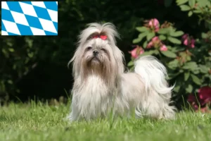 Lire la suite à propos de l’article Éleveurs de Shih Tzu et chiots en Bavière