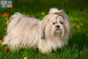 Lire la suite à propos de l’article Éleveurs de Shih Tzu et chiots en Bourgogne-Franche-Comté