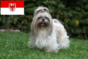 Lire la suite à propos de l’article Éleveurs de shih tzu et chiots dans le Brandebourg