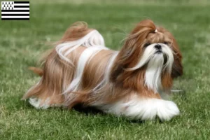 Lire la suite à propos de l’article Éleveurs de Shih Tzu et chiots en Bretagne