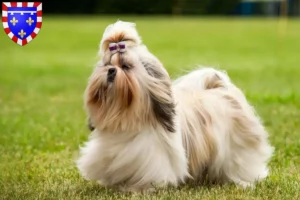 Lire la suite à propos de l’article Éleveurs de Shih Tzu et chiots en Centre-Val de Loire