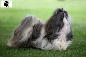 Lire la suite à propos de l’article Éleveurs de Shih Tzu et chiots en Corse