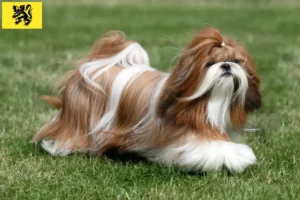 Lire la suite à propos de l’article Éleveurs de Shih Tzu et chiots en Flandre