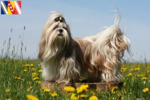 Lire la suite à propos de l’article Éleveurs de Shih Tzu et chiots en Grand Est