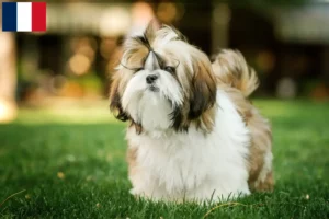 Lire la suite à propos de l’article Éleveurs de Shih Tzu et chiots en Guadeloupe