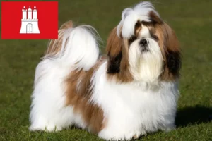 Lire la suite à propos de l’article Éleveurs de shih tzu et chiots à Hambourg