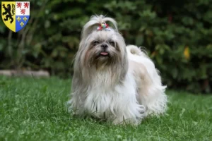 Lire la suite à propos de l’article Éleveurs de Shih Tzu et chiots en Hauts-de-France