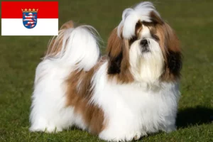 Lire la suite à propos de l’article Éleveurs de Shih Tzu et chiots en Hesse
