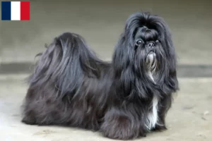 Lire la suite à propos de l’article Éleveurs de Shih Tzu et chiots en Martinique
