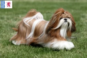 Lire la suite à propos de l’article Éleveurs de Shih Tzu et chiots en Nouvelle-Aquitaine