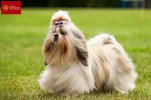 Lire la suite à propos de l’article Éleveurs de Shih Tzu et chiots en Occitanie