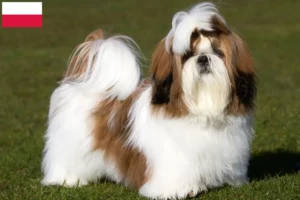 Lire la suite à propos de l’article Éleveurs de shih tzu et chiots en Pologne