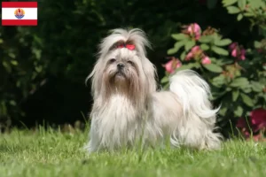 Lire la suite à propos de l’article Éleveurs de Shih Tzu et chiots en Polynésie française