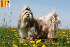 Lire la suite à propos de l’article Éleveurs de Shih Tzu et chiots en Provence-Alpes-Côte d’Azur