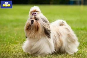 Lire la suite à propos de l’article Éleveurs de Shih Tzu et chiots en Région de Bruxelles-Capitale