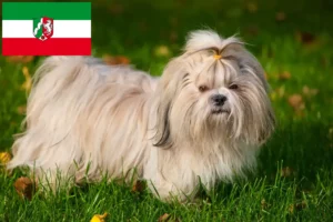 Lire la suite à propos de l’article Éleveurs de Shih Tzu et chiots en Rhénanie du Nord-Westphalie