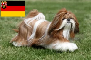 Lire la suite à propos de l’article Éleveurs de Shih Tzu et chiots en Rhénanie-Palatinat