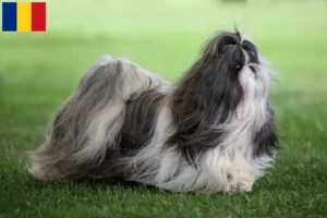 Lire la suite à propos de l’article Éleveurs de Shih Tzu et chiots en Roumanie