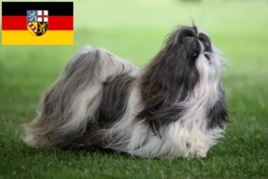 Lire la suite à propos de l’article Éleveurs de Shih Tzu et chiots en Sarre