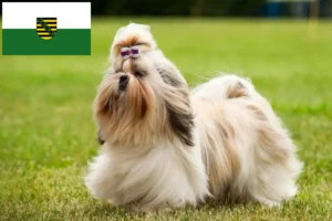 Lire la suite à propos de l’article Éleveurs de Shih Tzu et chiots en Saxe