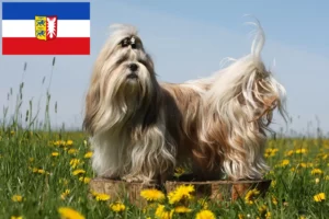 Lire la suite à propos de l’article Éleveurs de Shih Tzu et chiots dans le Schleswig-Holstein