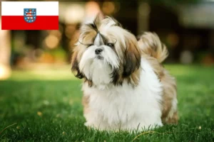 Lire la suite à propos de l’article Éleveurs de Shih Tzu et chiots en Thuringe
