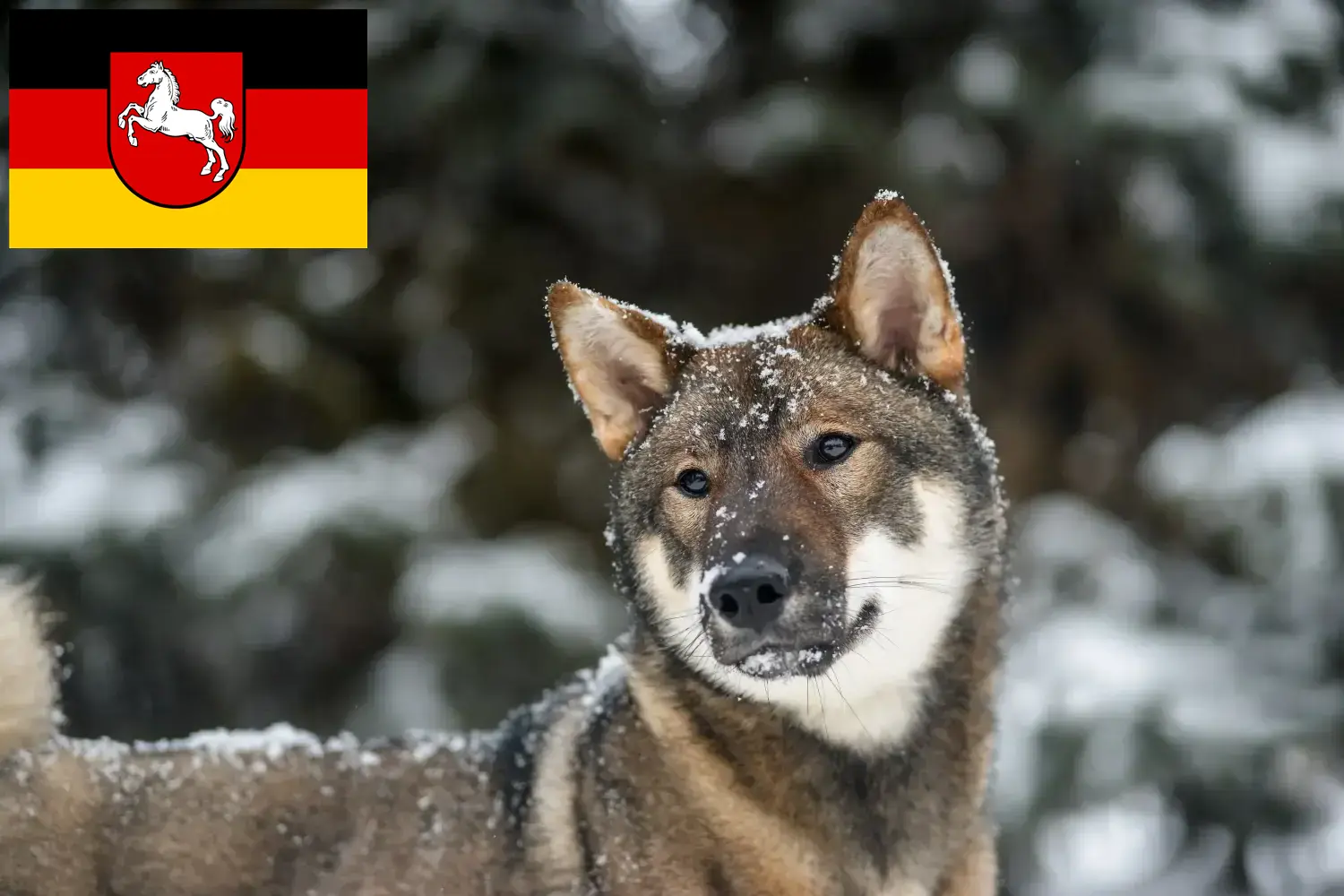Shikoku chiots et éleveurs Basse-Saxe Ici, tu trouveras des éleveurs de shikoku en Basse-Saxe.