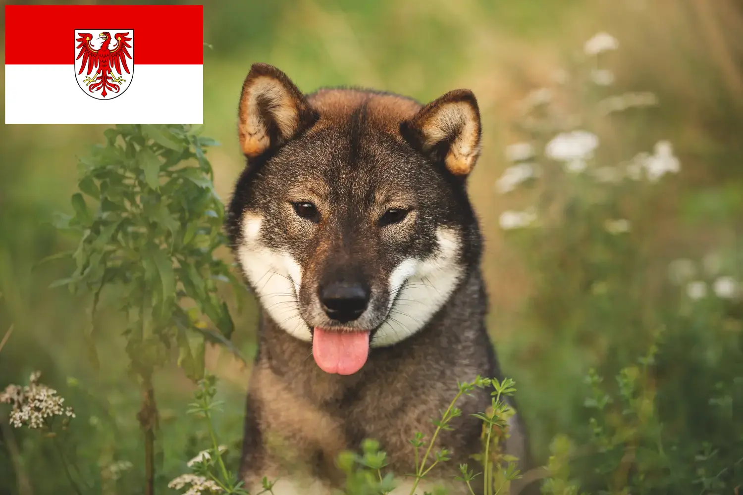 Shikoku chiots et éleveurs Brandenburg Ici tu peux trouver des éleveurs de Shikokus en Brandebourg.