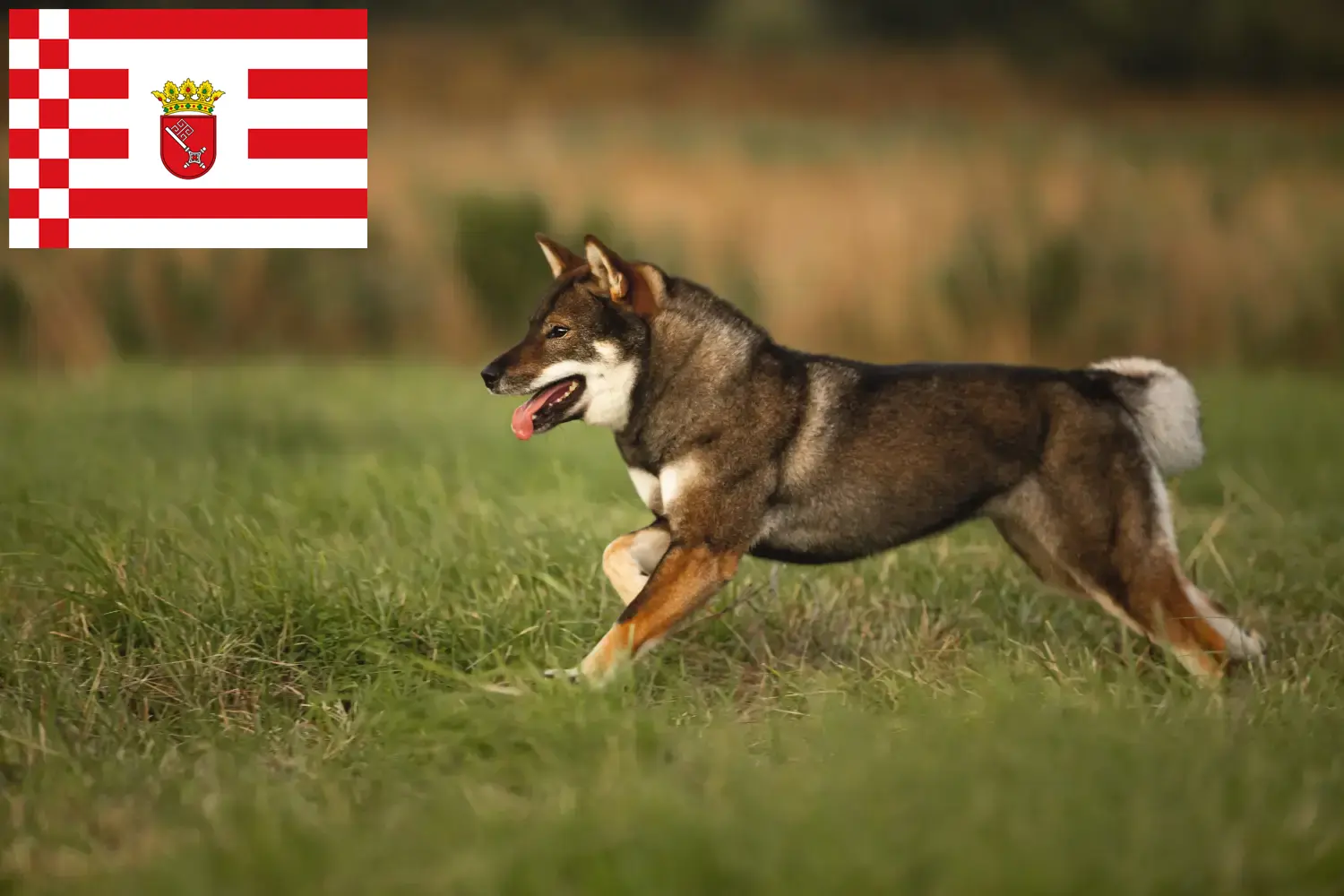 Shikoku chiots et éleveurs Bremen Ici, tu trouveras des éleveurs de shikoku à Brême.