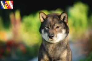 Lire la suite à propos de l’article Éleveurs de Shikoku et chiots en Grand Est
