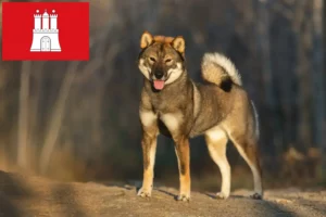 Lire la suite à propos de l’article Éleveurs de Shikoku et chiots à Hambourg