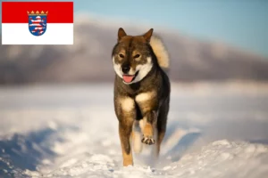 Lire la suite à propos de l’article Éleveurs de Shikoku et chiots en Hesse