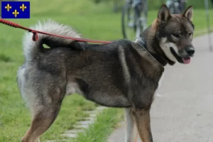 Lire la suite à propos de l’article Éleveurs de Shikoku et chiots en Île-de-France