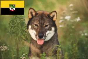 Lire la suite à propos de l’article Éleveurs de Shikoku et chiots en Saxe-Anhalt