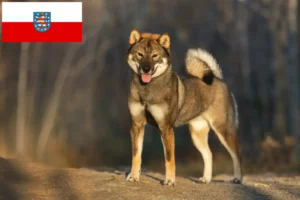 Lire la suite à propos de l’article Éleveurs de Shikoku et chiots en Thuringe
