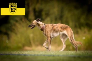 Lire la suite à propos de l’article Silken Windsprite éleveurs et chiots en Baden-Württemberg