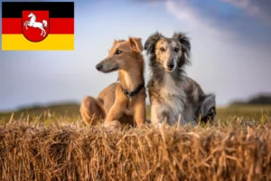 Lire la suite à propos de l’article Silken Windsprite éleveurs et chiots en Basse-Saxe