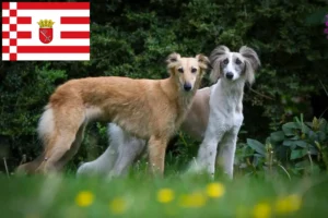 Lire la suite à propos de l’article Silken Windsprite éleveurs et chiots à Brême