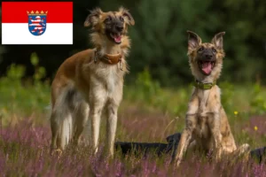 Lire la suite à propos de l’article Silken Windsprite éleveurs et chiots en Hesse