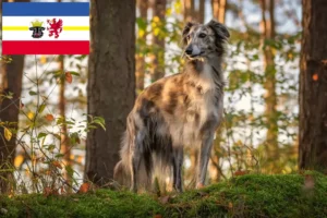 Lire la suite à propos de l’article Silken Windsprite éleveurs et chiots dans le Mecklembourg-Poméranie occidentale