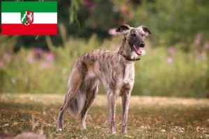 Lire la suite à propos de l’article Silken Windsprite éleveurs et chiots en Rhénanie du Nord-Westphalie
