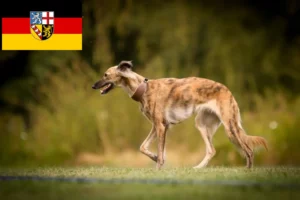 Lire la suite à propos de l’article Silken Windsprite éleveurs et chiots en Sarre