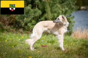 Lire la suite à propos de l’article Silken Windsprite éleveurs et chiots en Saxe-Anhalt