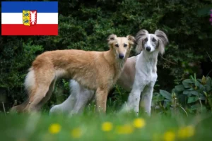 Lire la suite à propos de l’article Silken Windsprite éleveurs et chiots dans le Schleswig-Holstein