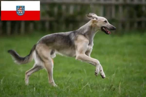 Lire la suite à propos de l’article Silken Windsprite éleveurs et chiots en Thuringe