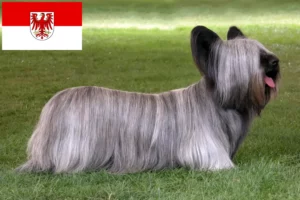 Lire la suite à propos de l’article Éleveurs de Skye Terriers et chiots dans le Brandebourg