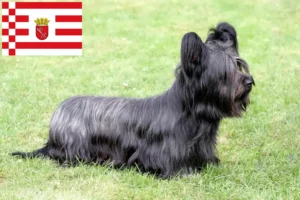 Lire la suite à propos de l’article Éleveurs de Skye Terriers et chiots à Brême