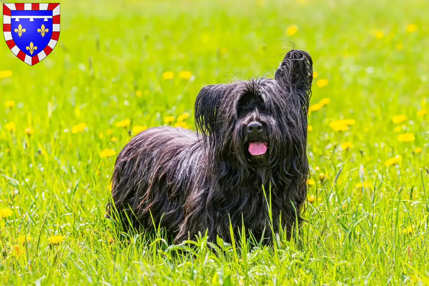 Skye Terrier chiots et éleveurs Centre-Val de Loire Ici tu trouves des éleveurs de Skye Terrier en Centre-Val de Loire.