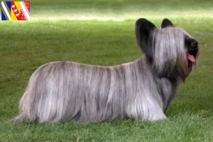 Lire la suite à propos de l’article Éleveurs de Skye Terriers et chiots en Grand Est